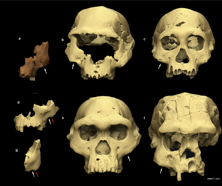 Credit: https://www.nature.com/articles/s41586-025-08681-0.epdf